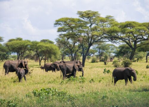 7 Days Lodge Safari