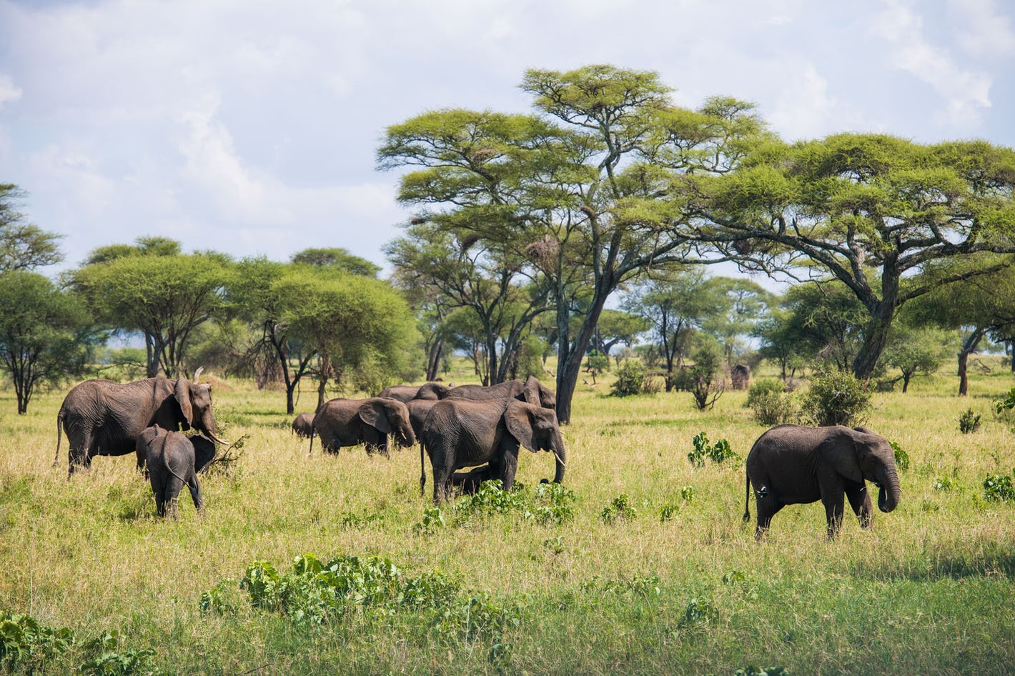 Tarangire NP