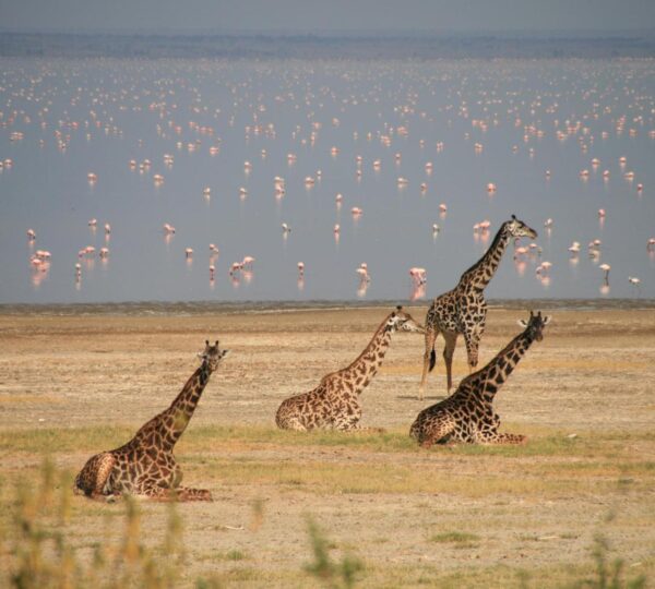 Giraffs