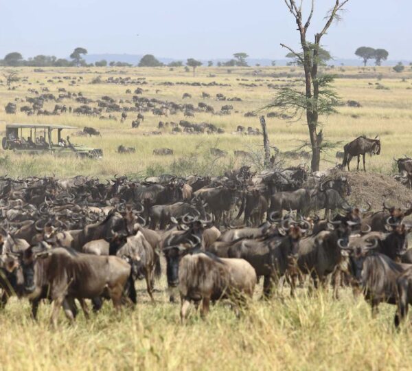 Great Migration 