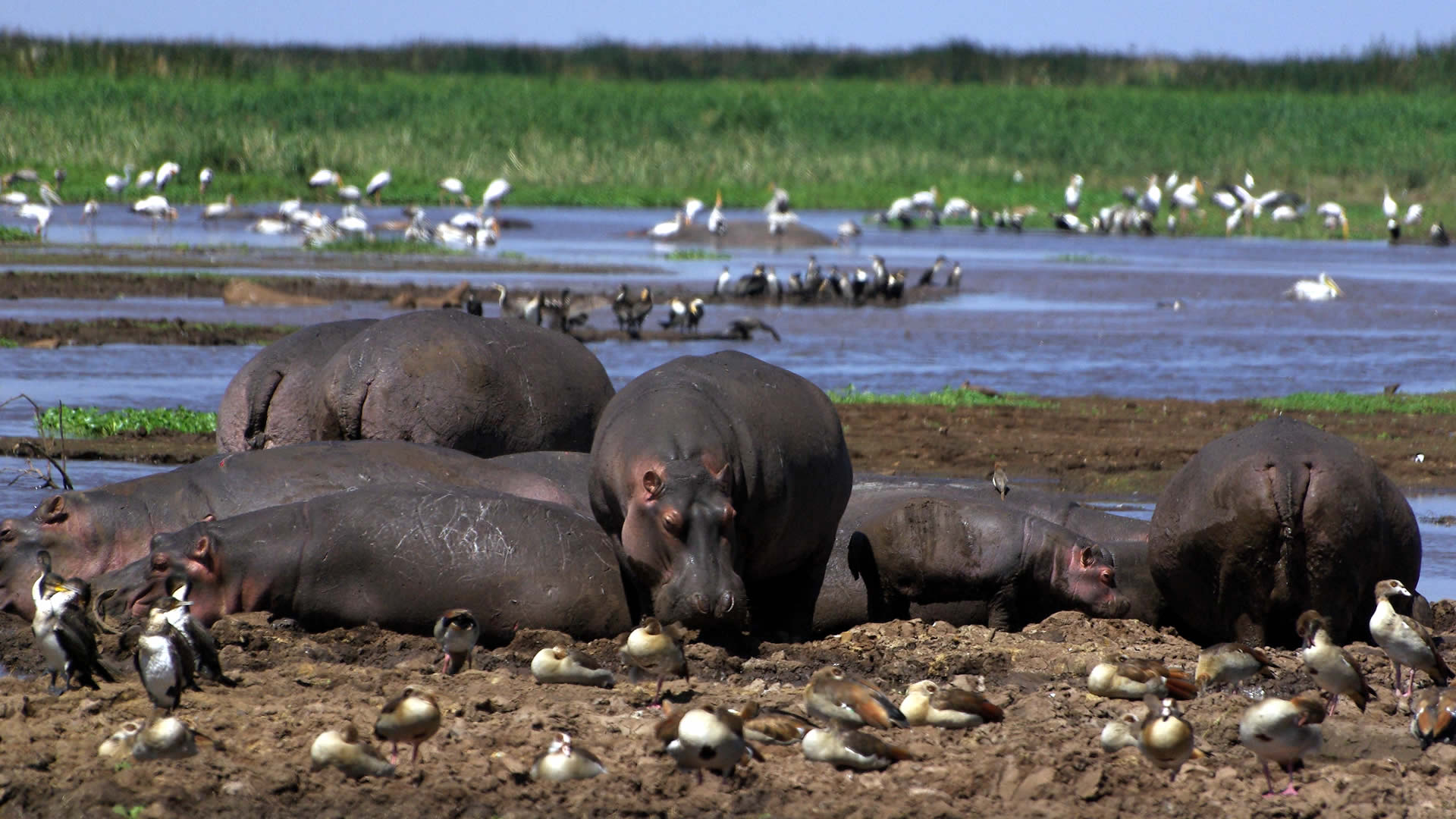 Lake Manyara NP