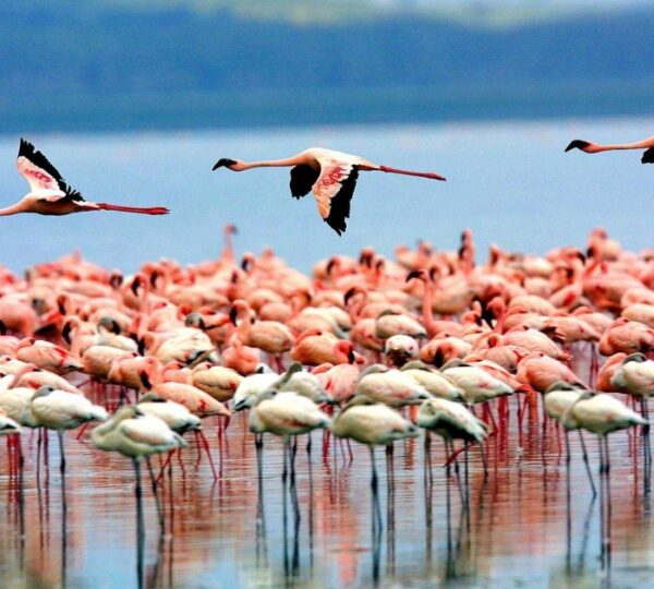 Flamingos