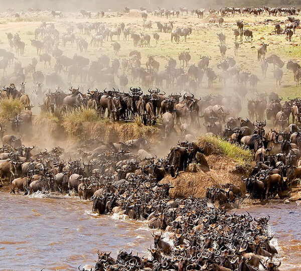 Great Migration 