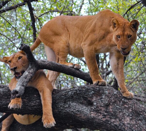 Tarangire National Park 