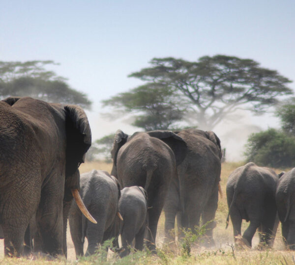 Tarangire National Park