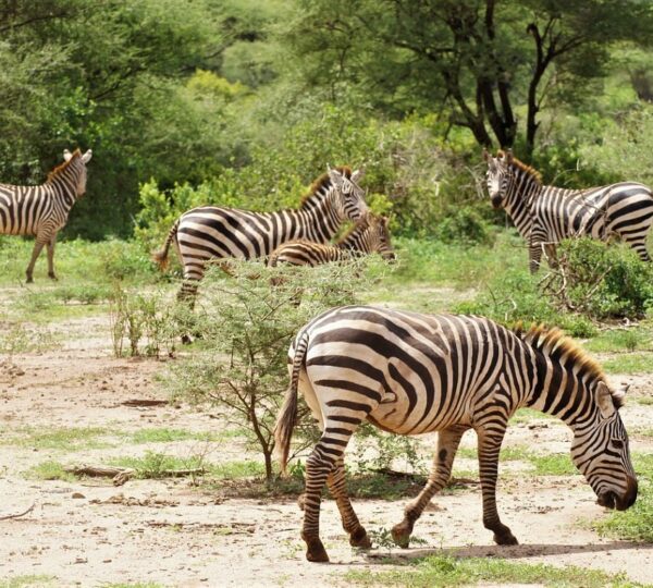 Serengeti National Park